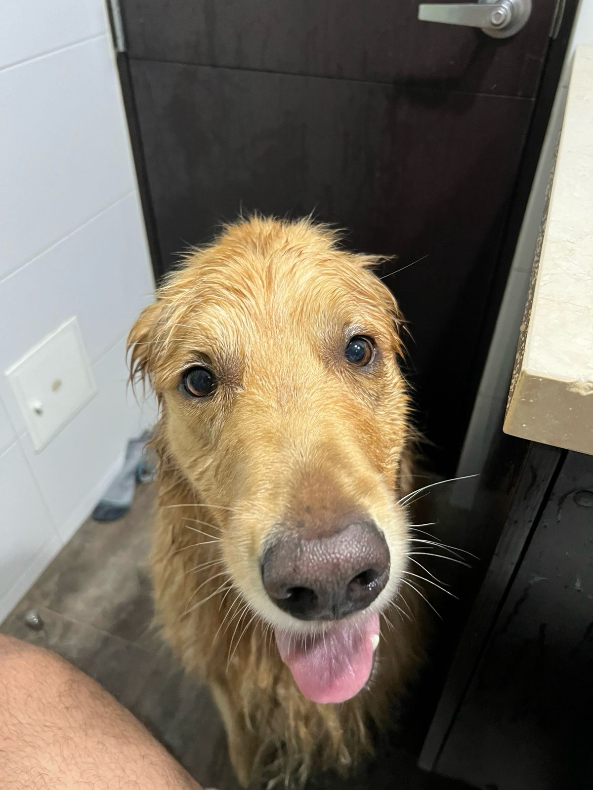 Dogo