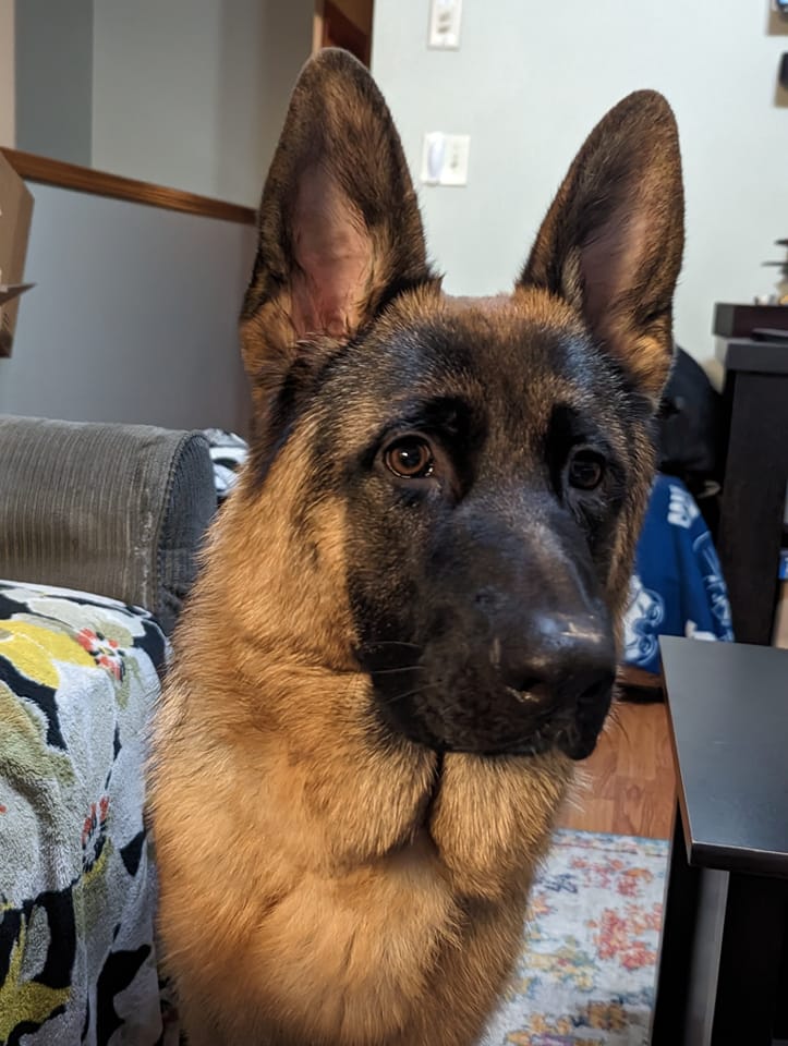 Leila